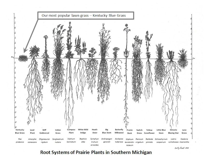 Water quality Filtering with native plant roots The Crestwood Project
